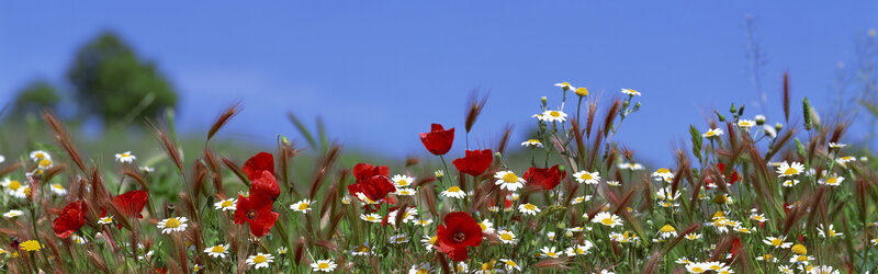 Wildflowers in a sunny meadow