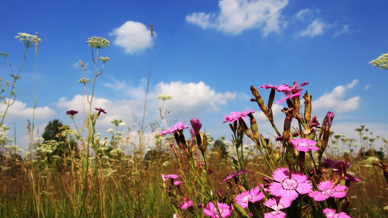 Wildflowers in a sunny meadow