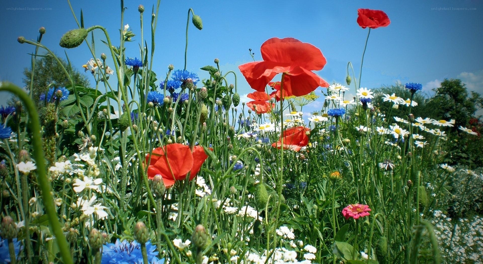 Wildflowers in a sunny meadow
