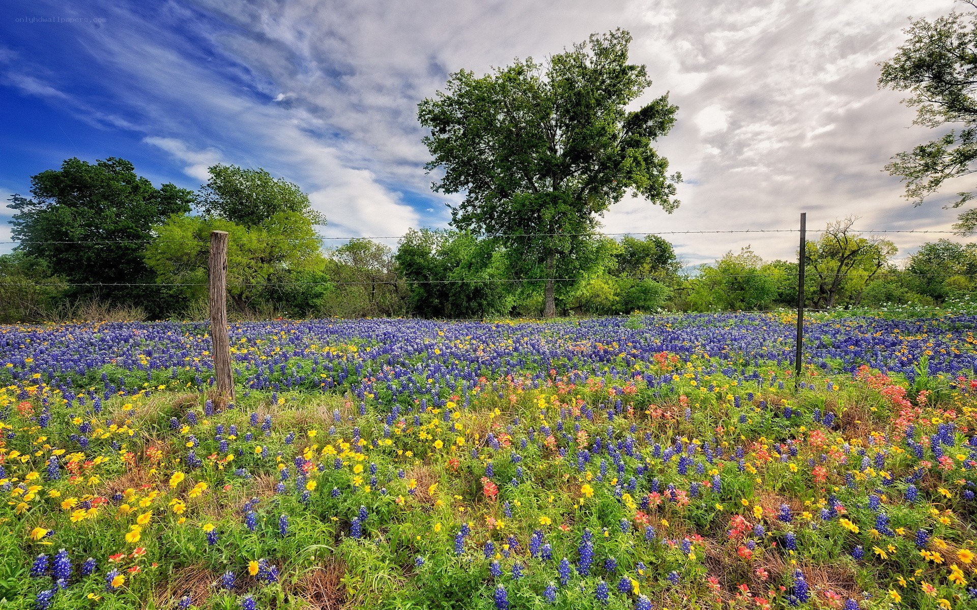Wildflowers in a Texas field