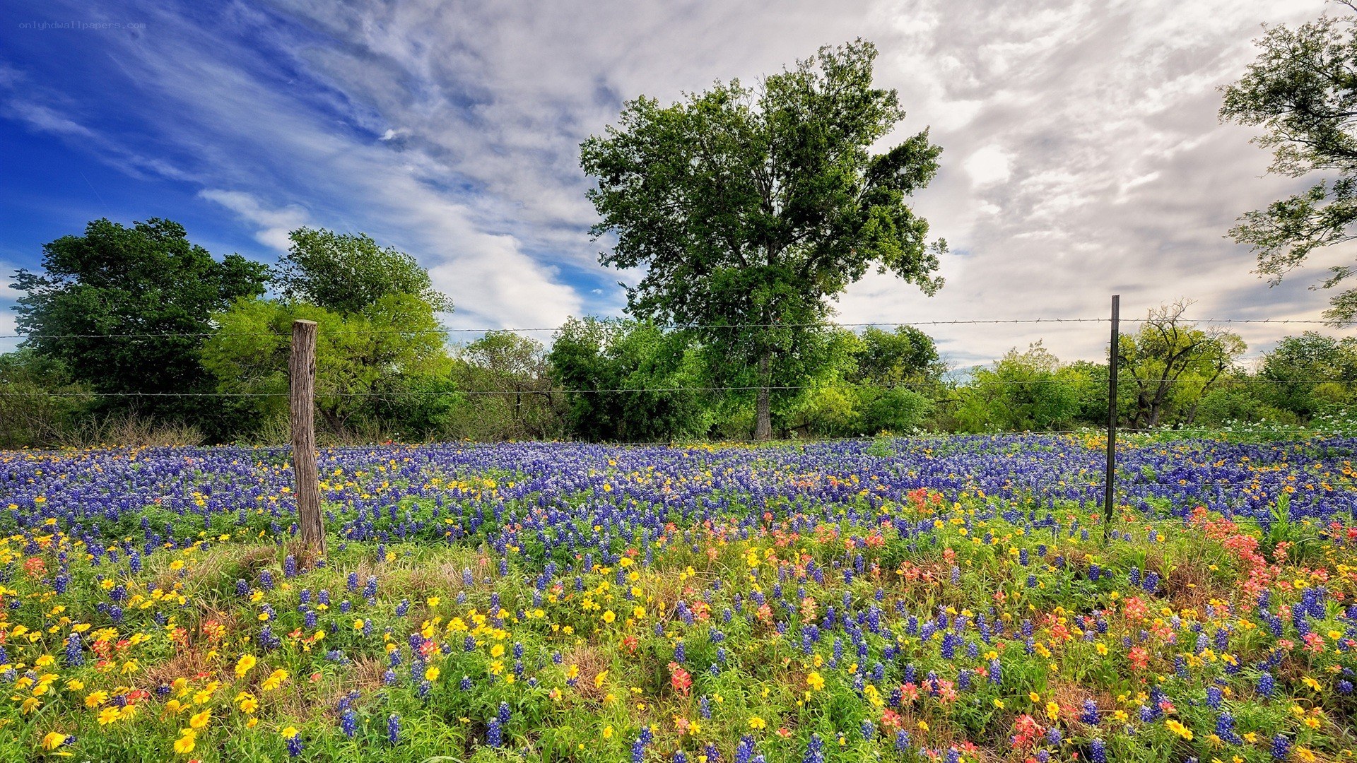 Wildflowers in a Texas field
