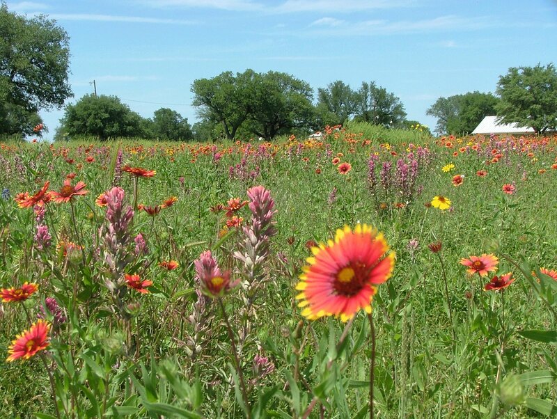 Wildflowers in a Texas field