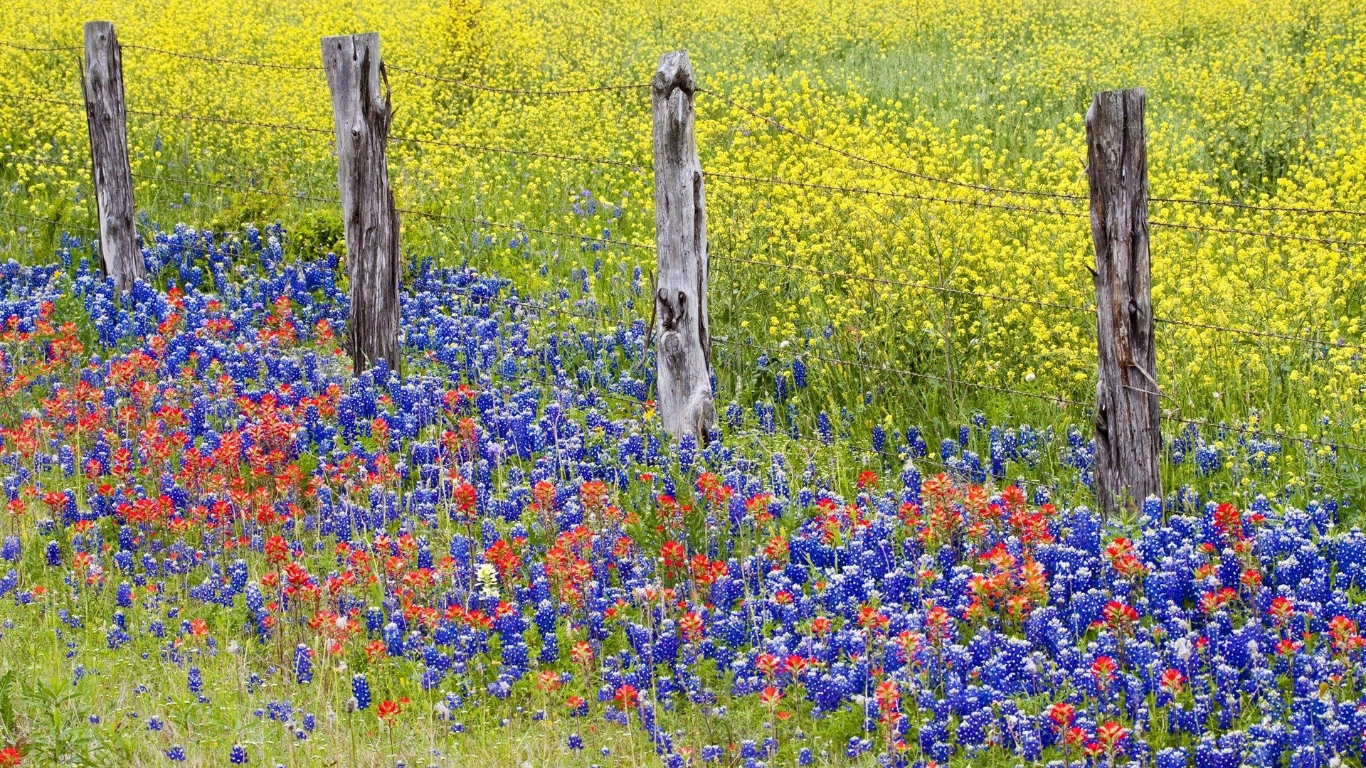 Wildflowers in a Texas field