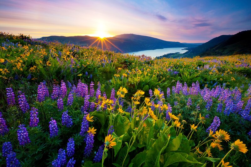 Wildflowers in a Valley — Purple, Serene