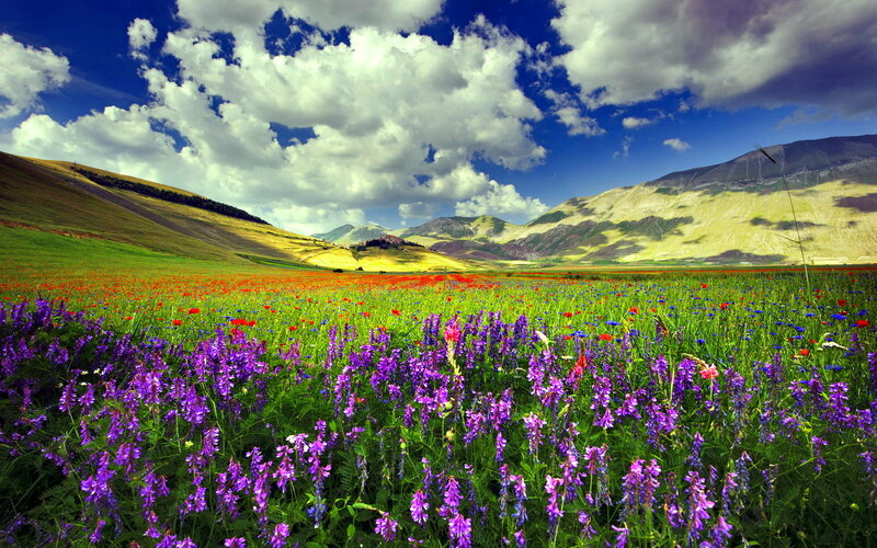 Wildflowers in a Valley — Purple