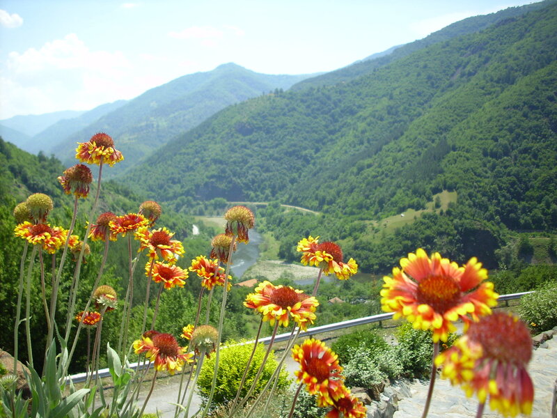 Wildflowers in a Valley