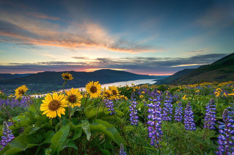 Wildflowers in a Valley — Yellow