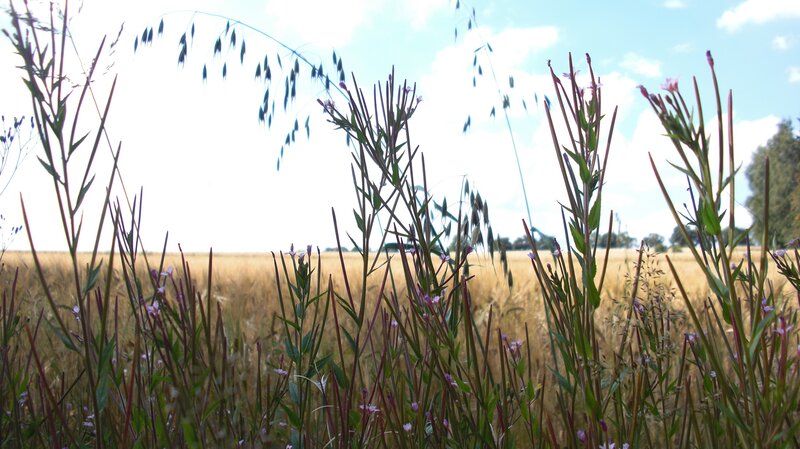 Wildflowers in a wheat field