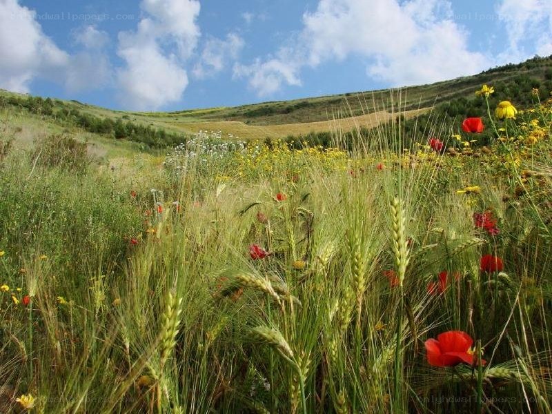 Wildflowers in a wheat field