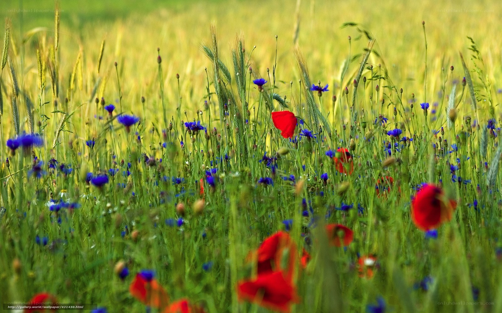 Wildflowers in a wheat field
