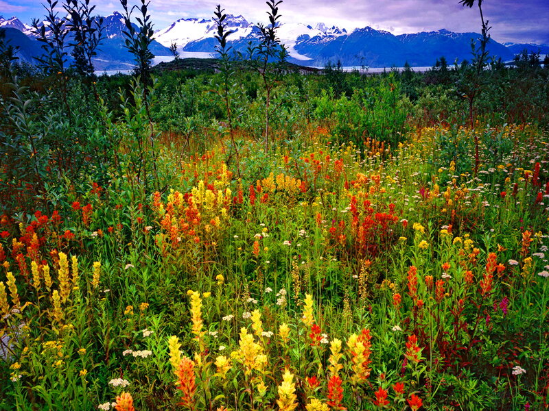 Wildflowers in Alaska — Green
