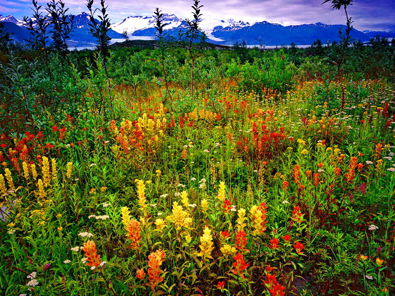 Wildflowers in Alaska