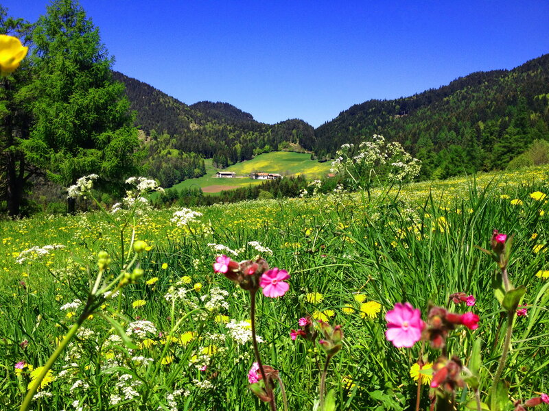 Wildflowers in Alpine Meadow — Green, Serene, Summer, Photograph, Mountains