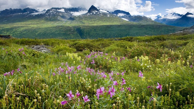 Wildflowers in Alpine Meadow — Green, Serene, Summer, Photograph