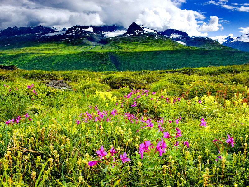 Wildflowers in Alpine Meadow — Green, Serene, Summer