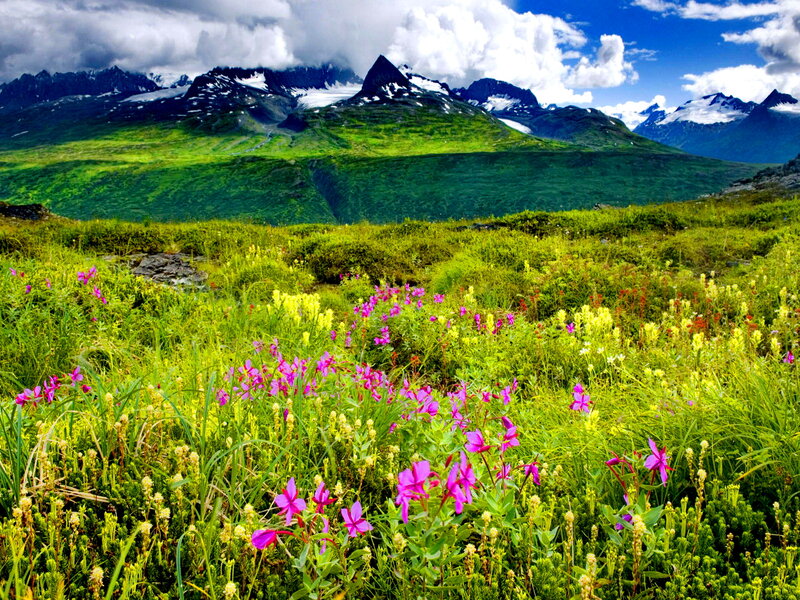 Wildflowers in Alpine Meadow — Green, Serene