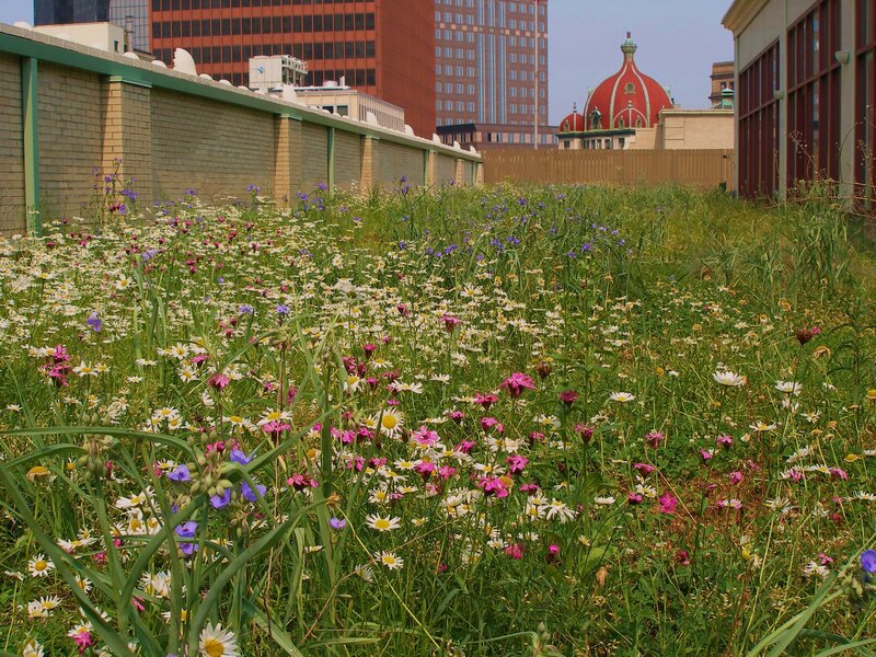 Wildflowers in an urban lot