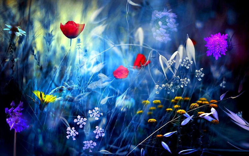 Wildflowers in Blue Light — Dreamy