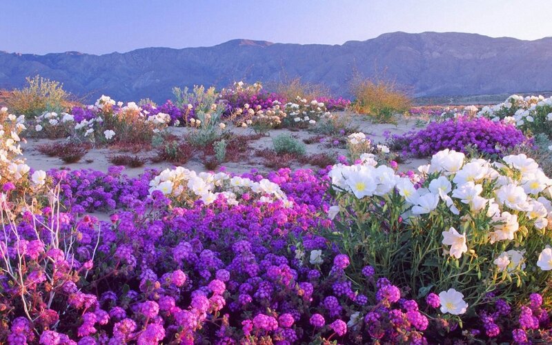 Wildflowers in Desert — Purple, Serene, Sunset