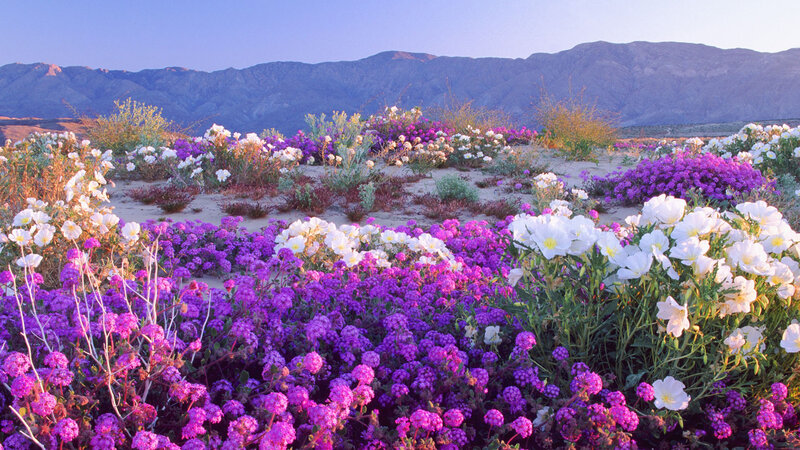 Wildflowers in Desert — Purple, Serene