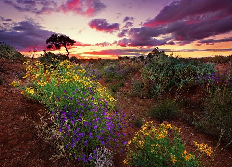 Wildflowers in Desert