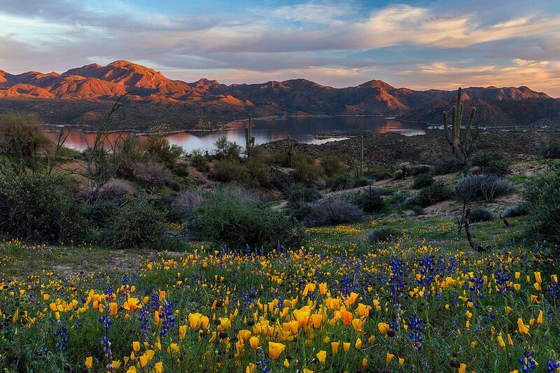 Wildflowers in Desert — Yellow, Serene