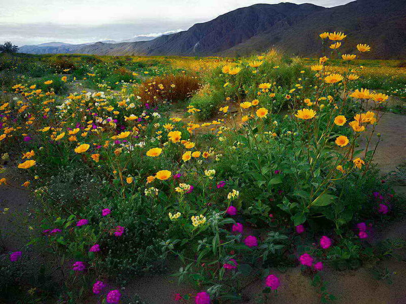 Wildflowers in Desert — Yellow