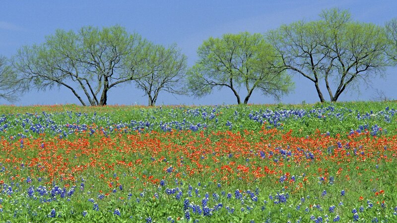 Wildflowers in Field — Blue, Serene, Spring