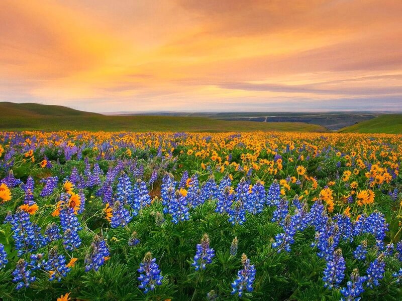 Wildflowers in Field — Blue, Serene