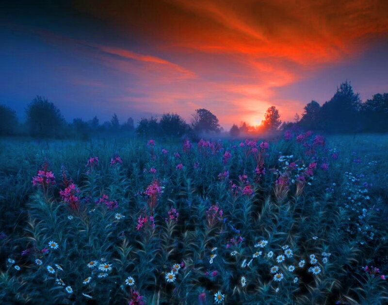 Wildflowers in Field — Blue