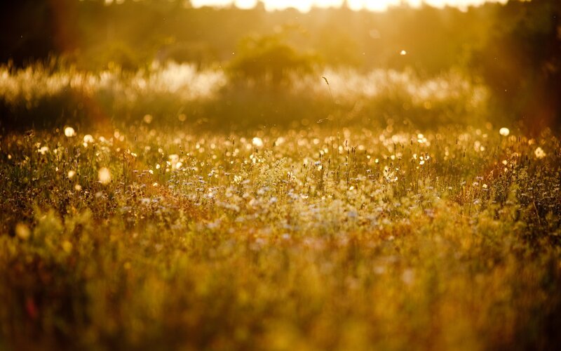 Wildflowers in Field — Gold, Serene