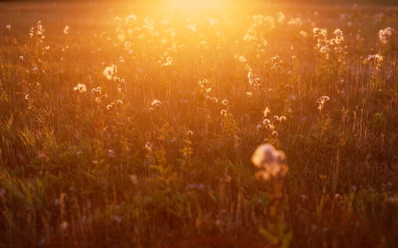 Wildflowers in Field — Gold