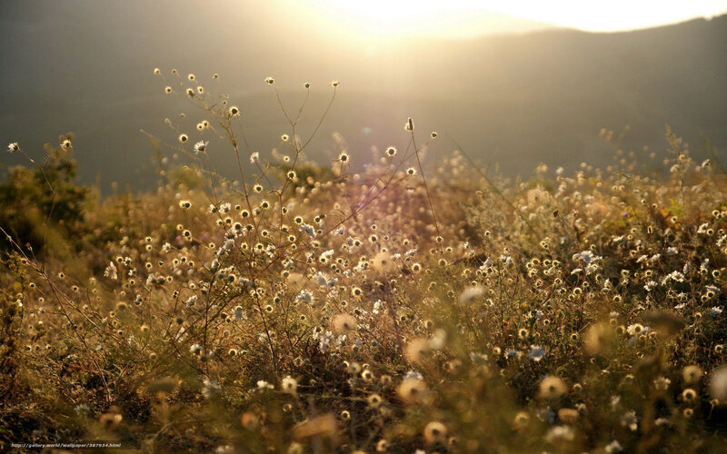 Wildflowers in Field — Golden