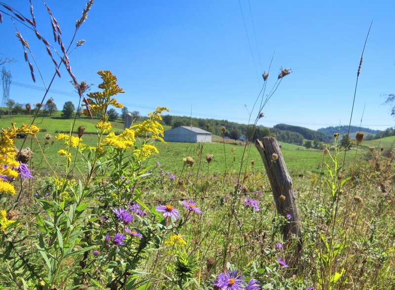 Wildflowers in Field — Green, Serene, Afternoon