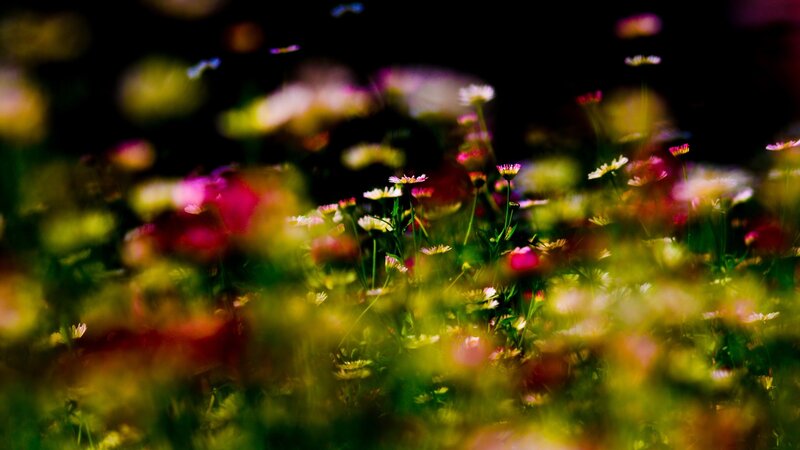 Wildflowers in Field — Green, Serene, Night