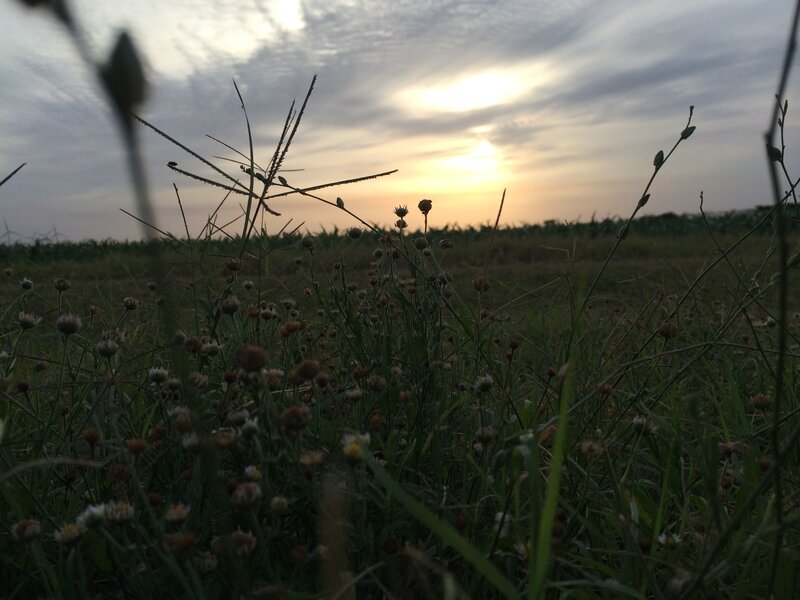 Wildflowers in Field — Green, Serene, Sunset
