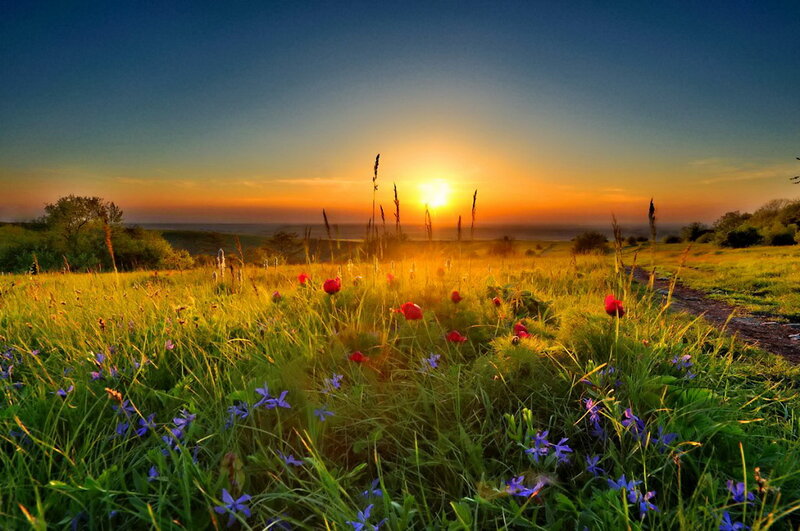 Wildflowers in Field — Green, Serene