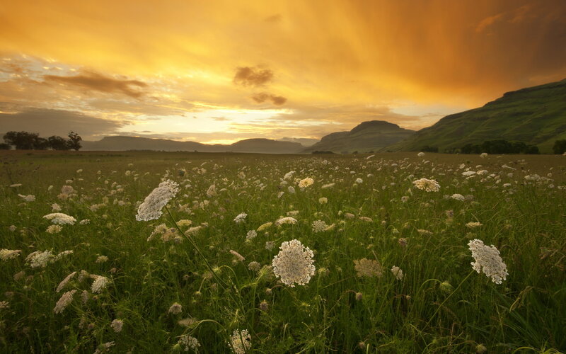 Wildflowers in Field — Green