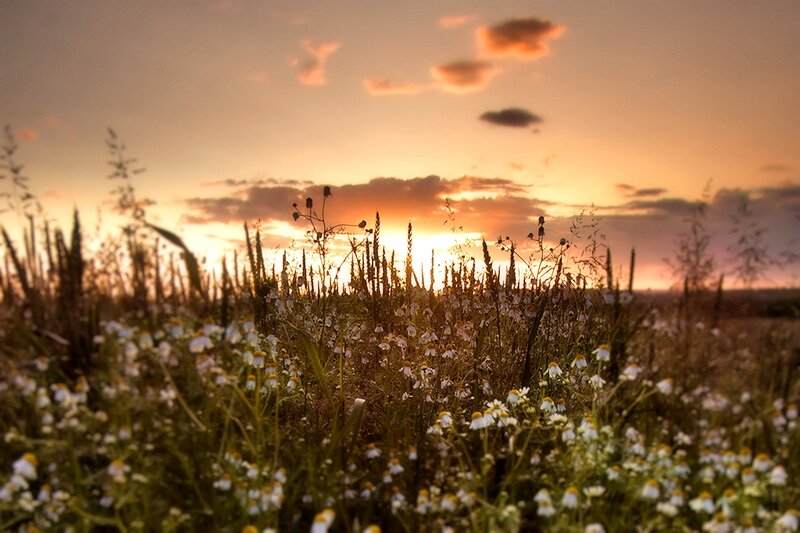 Wildflowers in Field — Orange, Serene, Sunset