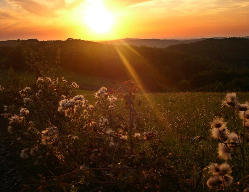 Wildflowers in Field — Orange, Serene