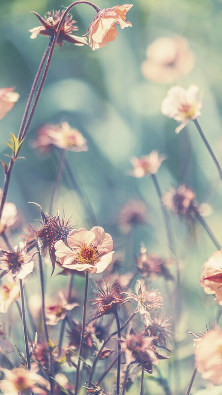 Wildflowers in Field — Pink, Serene, Spring