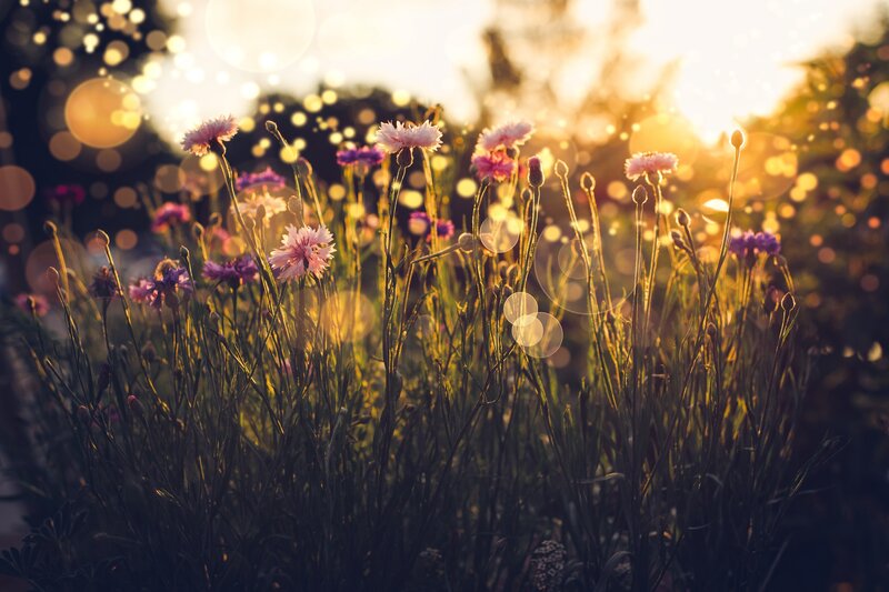 Wildflowers in Field — Pink, Serene