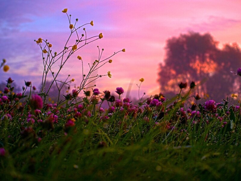 Wildflowers in Field — Pink