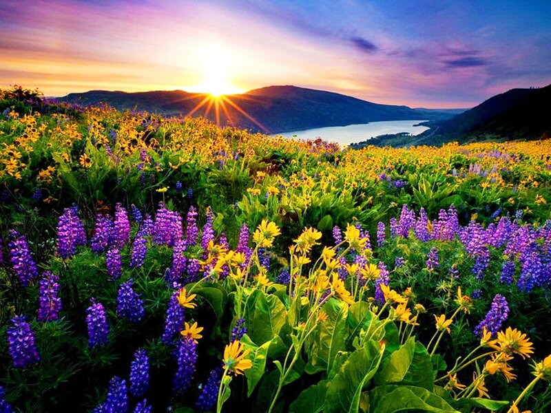 Wildflowers in Field — Purple, Serene, Sunrise