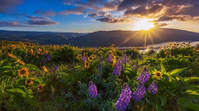Wildflowers in Field — Purple, Serene, Sunset