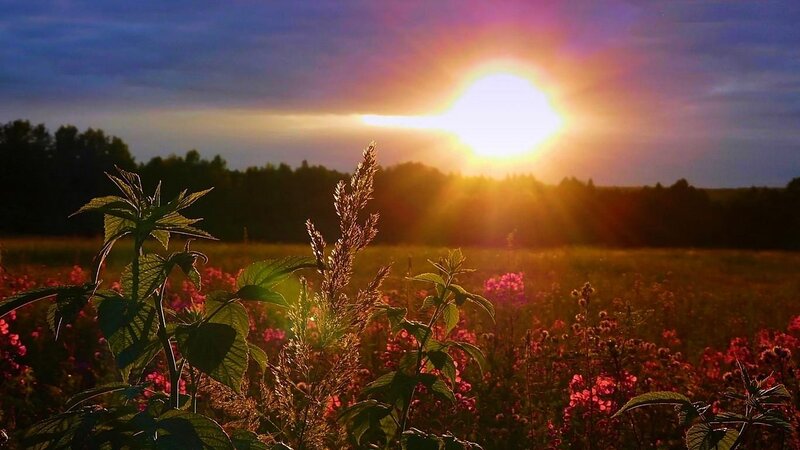Wildflowers in Field — Purple, Serene