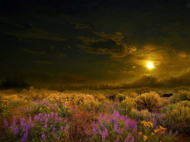 Wildflowers in Field — Purple