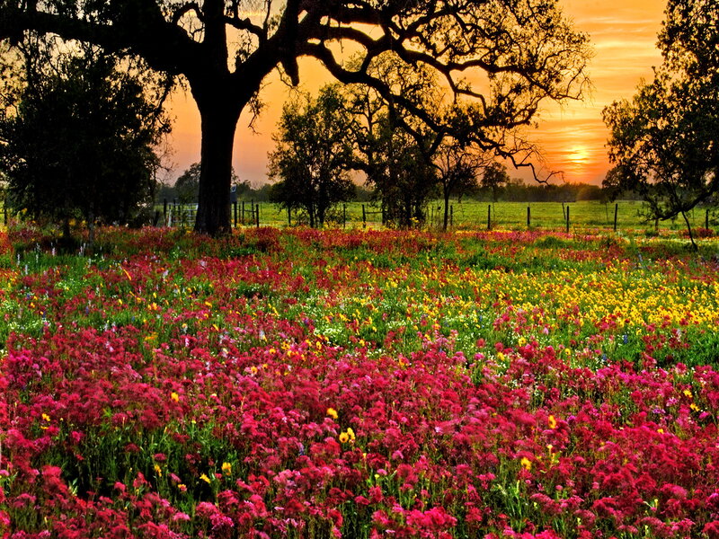 Wildflowers in Field — Red, Serene
