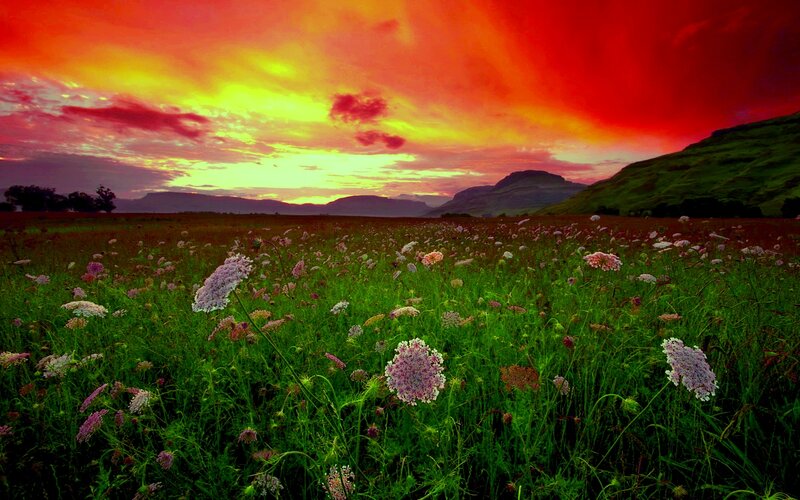 Wildflowers in Field — Red