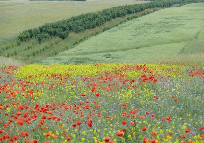 Wildflowers in Field